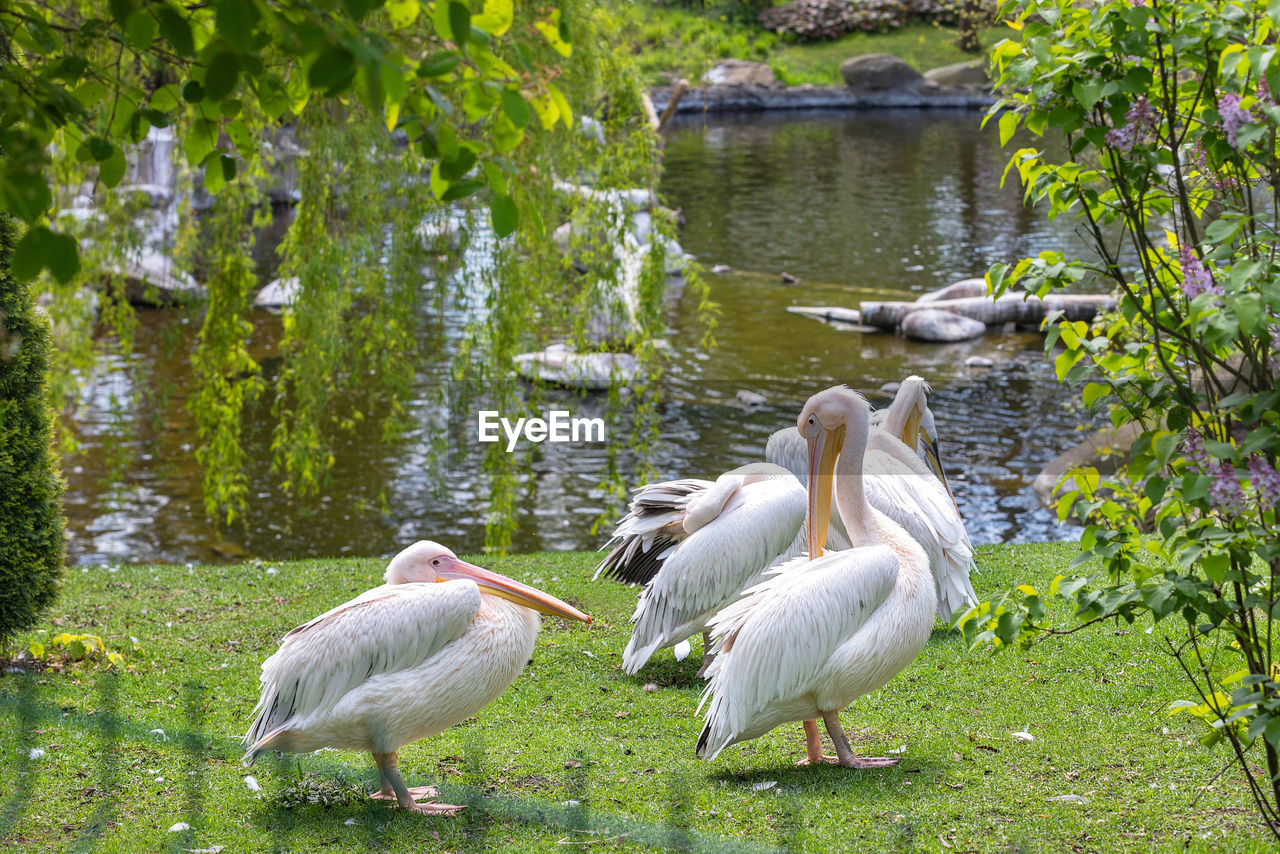 animal themes, animal, bird, animal wildlife, wildlife, group of animals, water, lake, plant, nature, no people, day, green, beauty in nature, white, water bird, tree, grass, outdoors, pelican, wetland