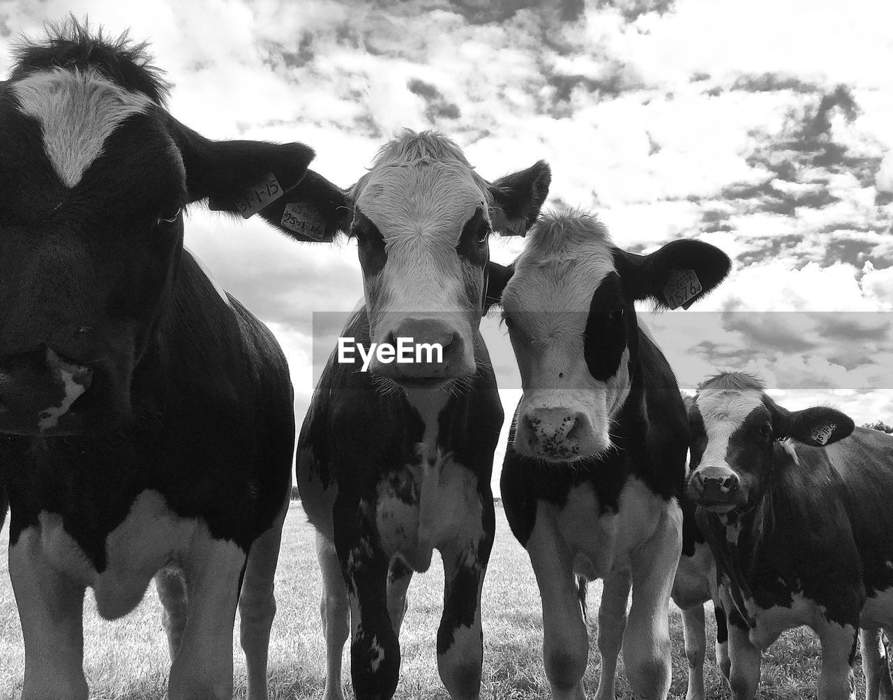 Portrait of cows standing on field against sky