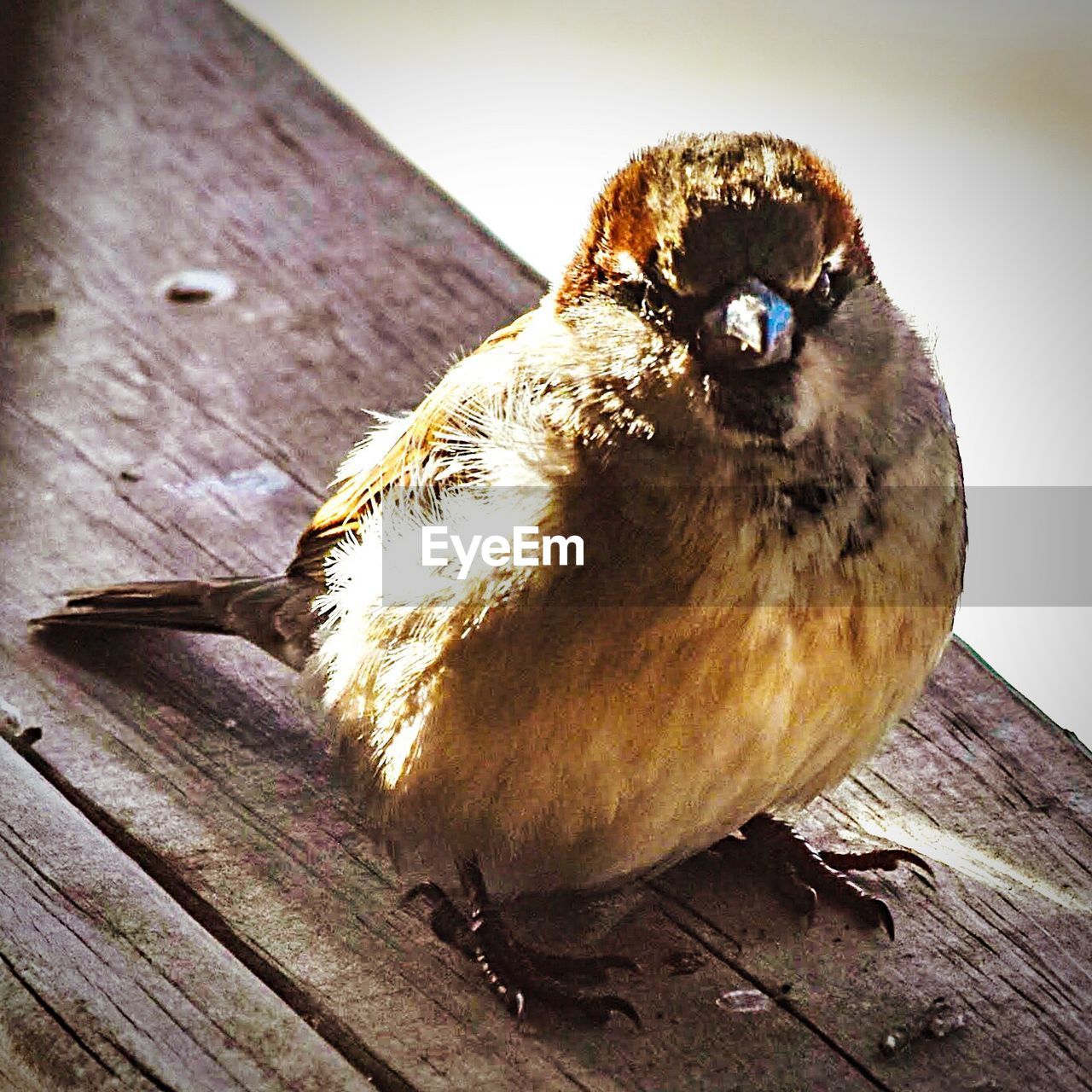 CLOSE-UP OF BIRD ON WOOD