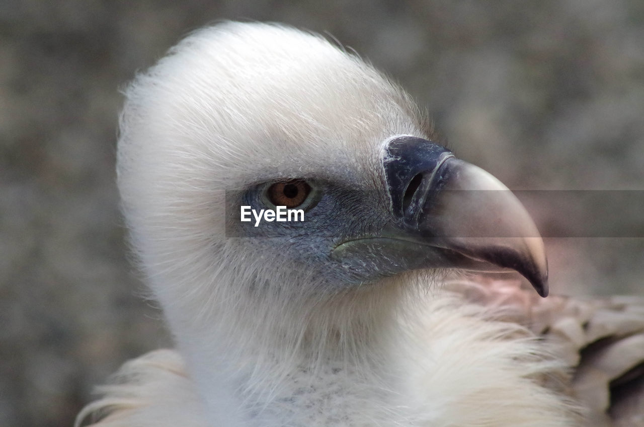 CLOSE-UP PORTRAIT OF HAWK