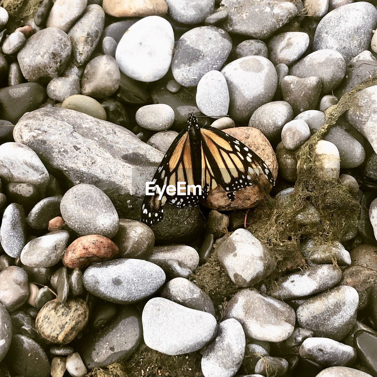 Migrating monarch butterfly on lakeshore