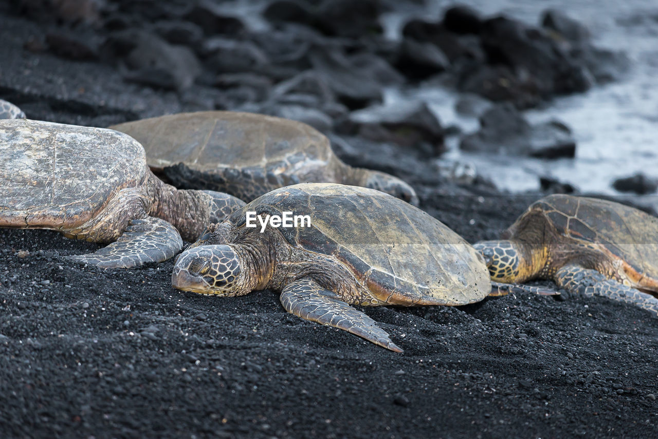 Turtles relaxing on black sand at beach