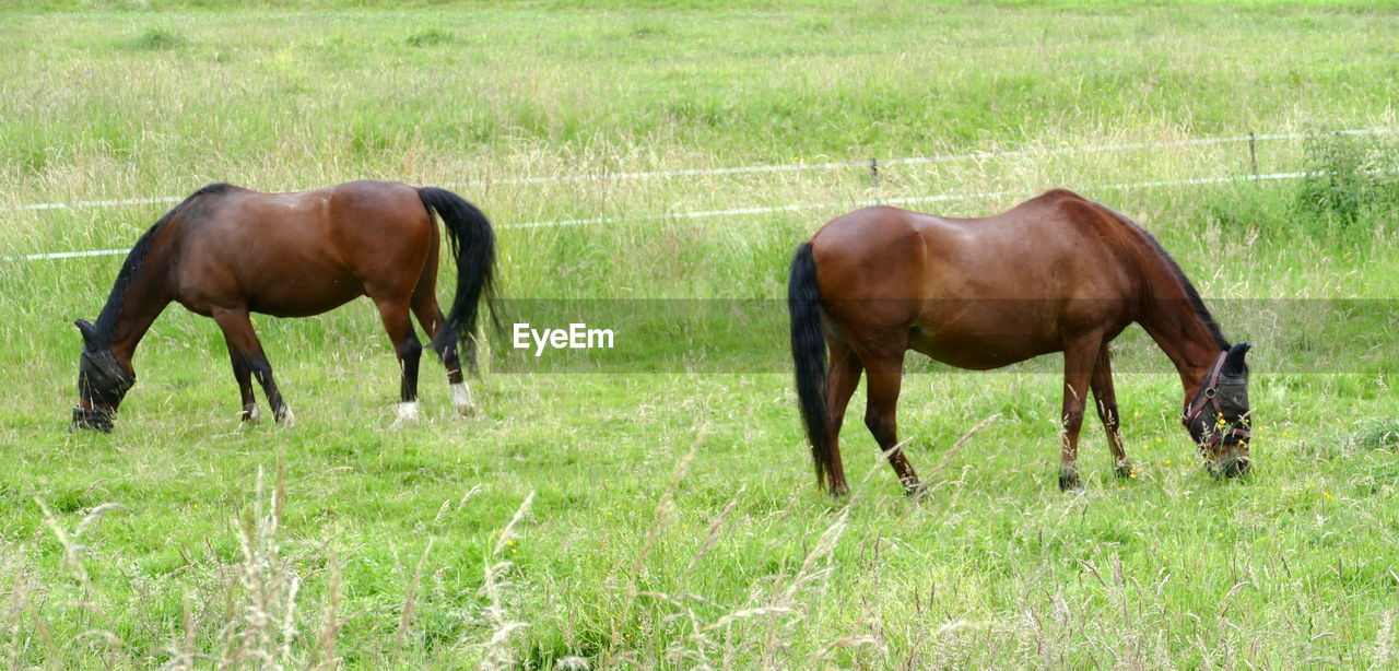 horse, animal themes, animal, mammal, grass, pasture, domestic animals, livestock, mare, field, plant, grazing, animal wildlife, grassland, land, group of animals, pet, prairie, nature, green, mustang horse, meadow, two animals, agriculture, no people, herd, day, herbivorous, stallion, landscape, brown, outdoors, mane, plain, foal, environment, standing, steppe, growth, togetherness, young animal, grass area