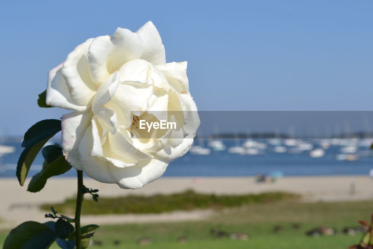 Close-up of white flowers blooming outdoors