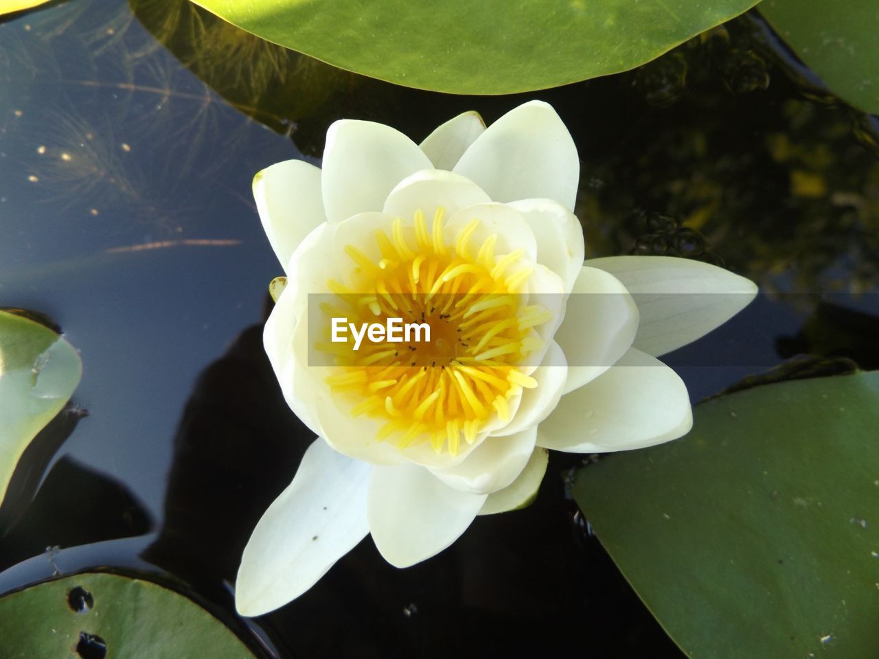 CLOSE-UP OF LOTUS WATER LILY IN POND