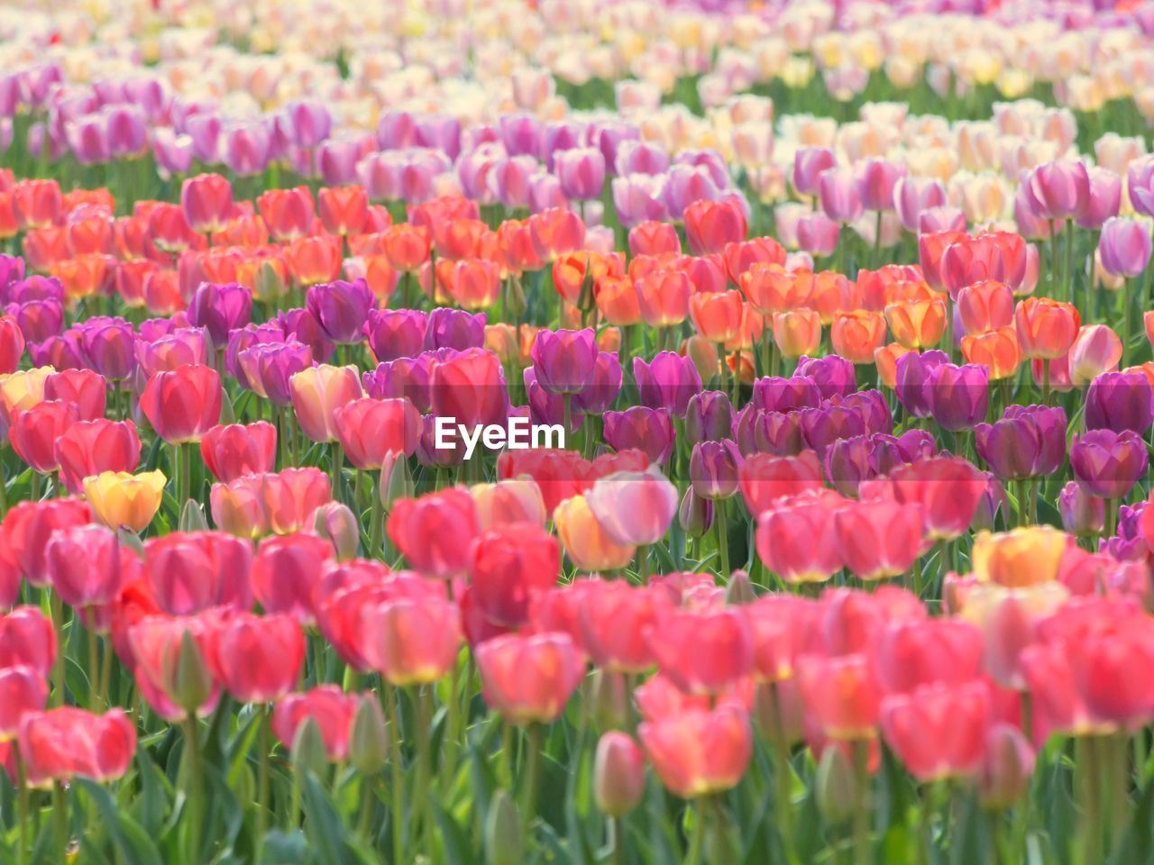 CLOSE-UP OF PINK TULIPS