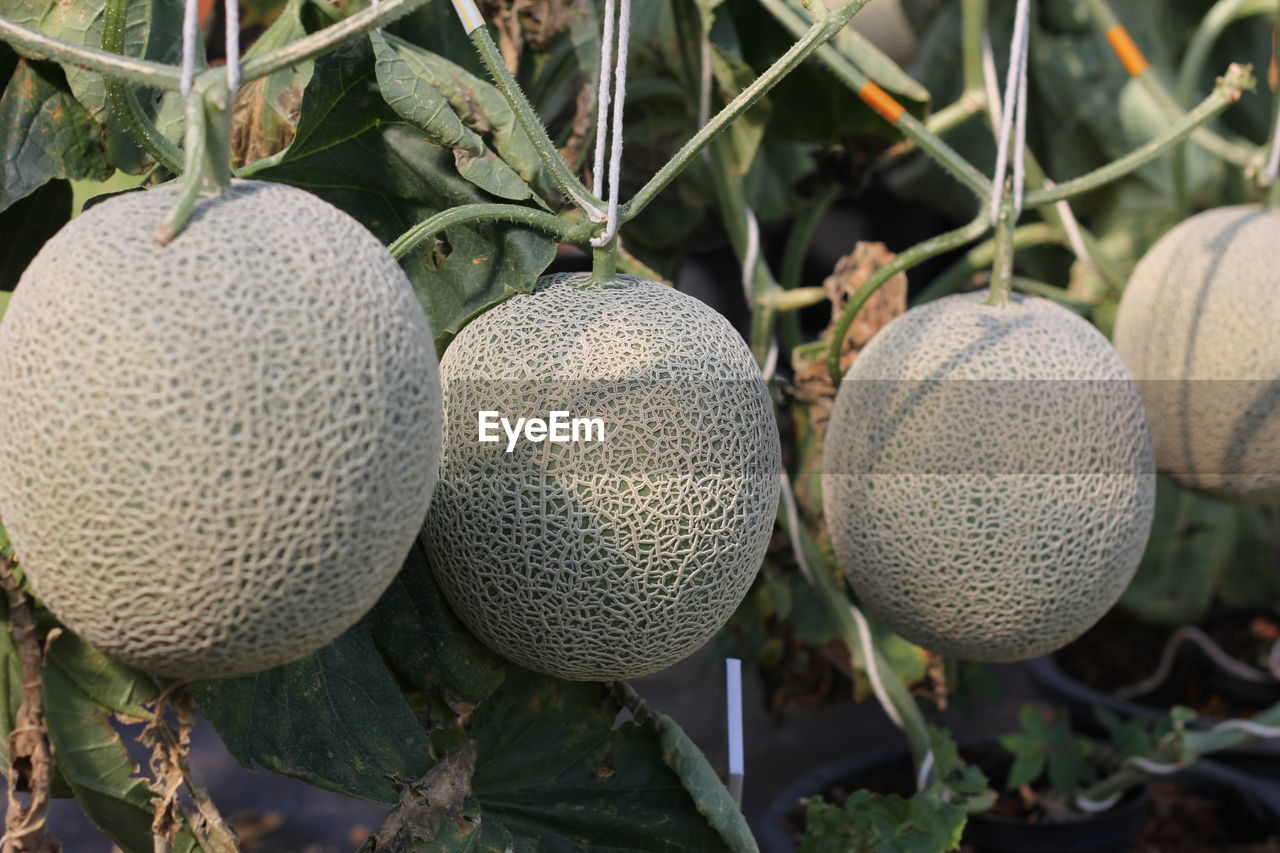 Close-up of fruits growing on tree