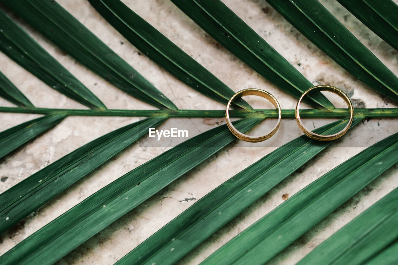 High angle view of rings on leaf