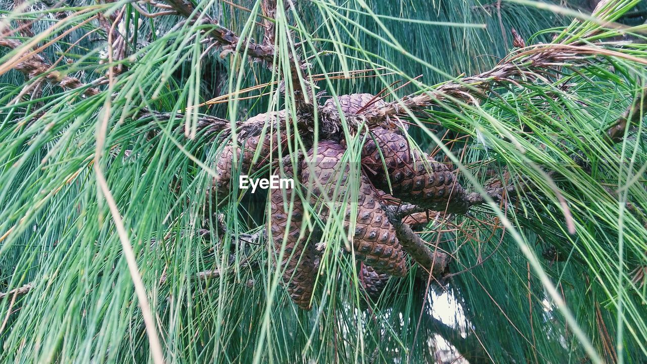 CLOSE-UP OF FRESH TREE