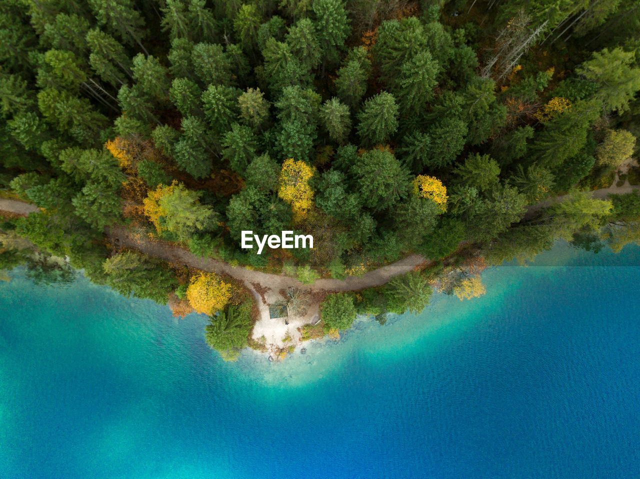 High angle view of trees in forest by sea