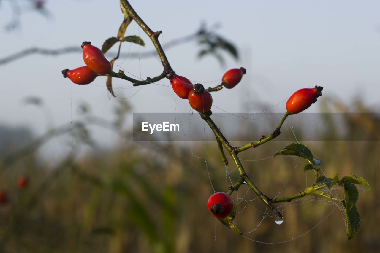 RED BERRIES ON TREE AGAINST SKY