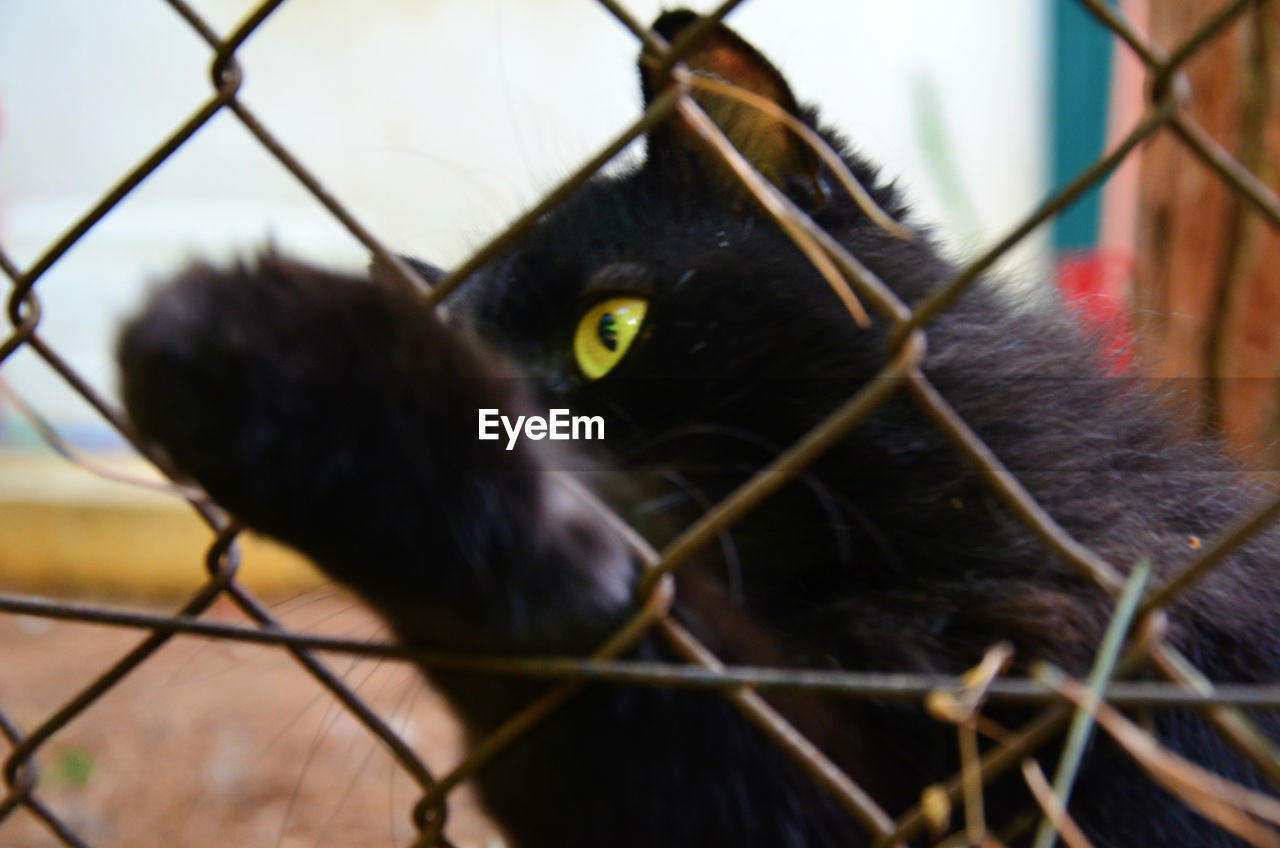 Close-up of cat behind fence