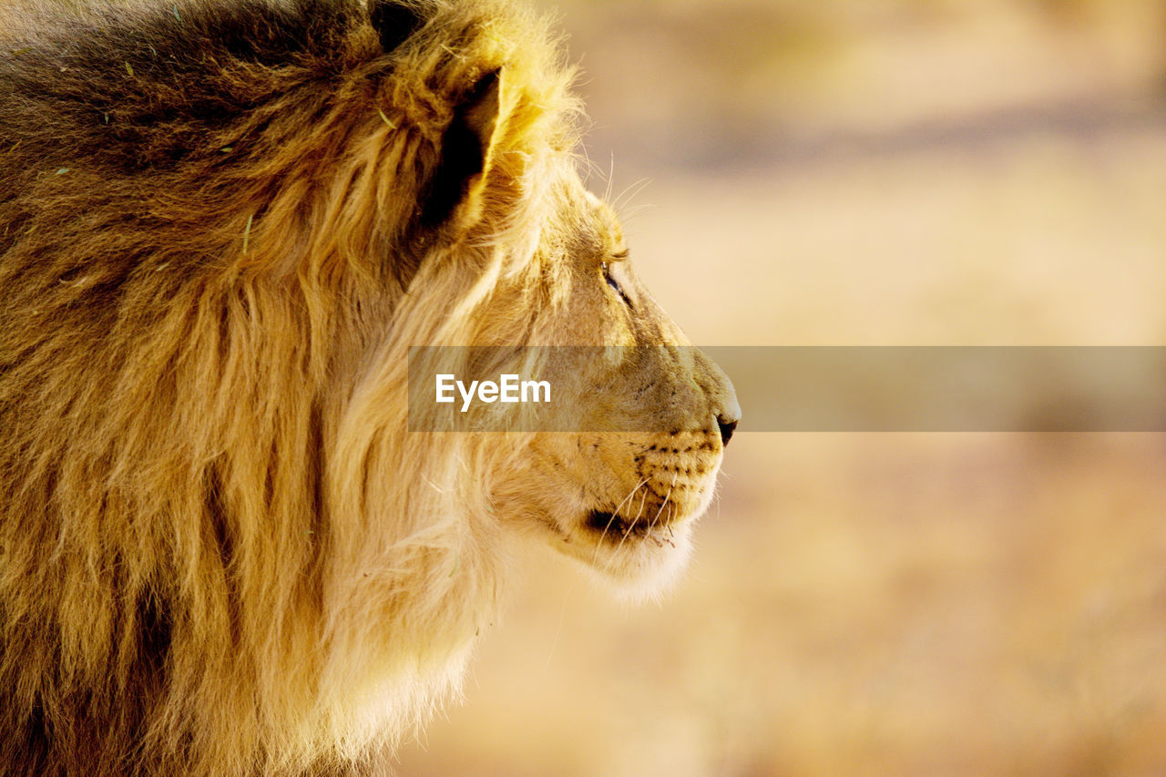 Close-up of lion on field