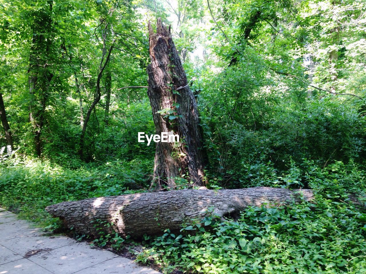 VIEW OF TREES IN FOREST