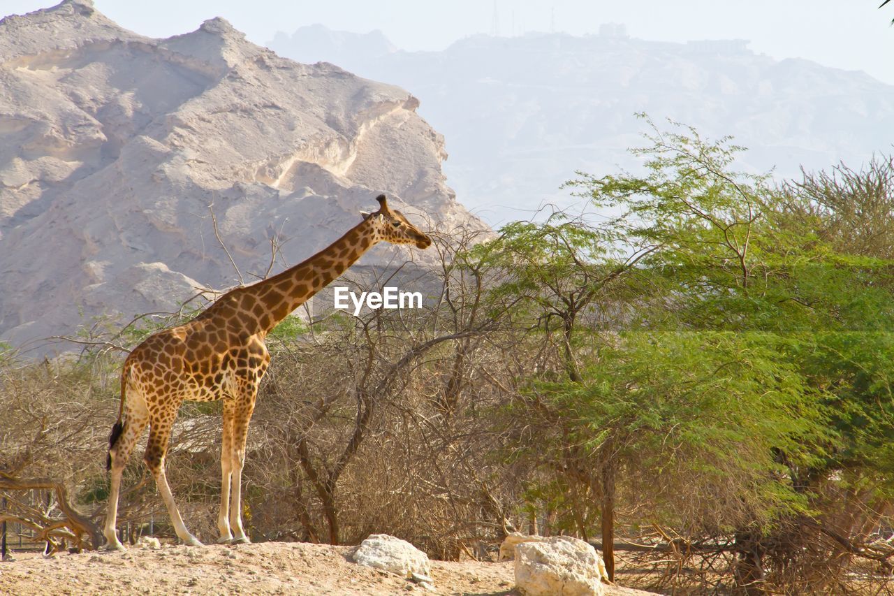 VIEW OF A GIRAFFE