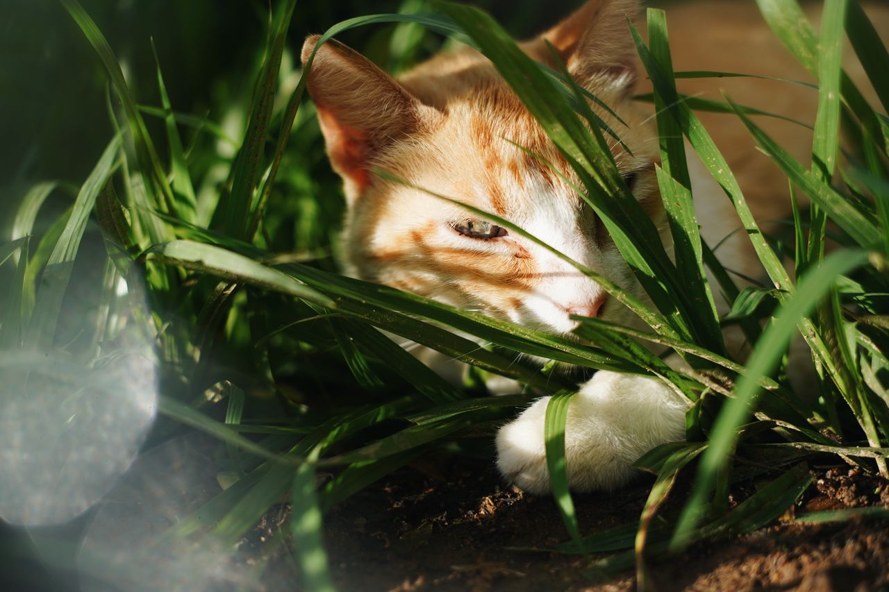 CAT LYING ON GRASS