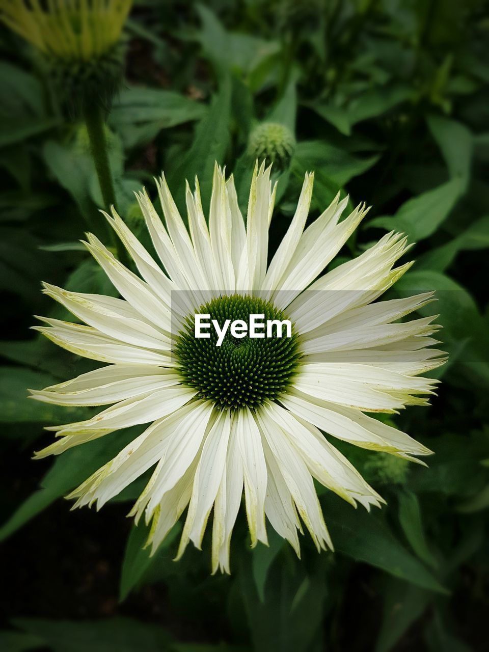 High angle view of flower blooming on field