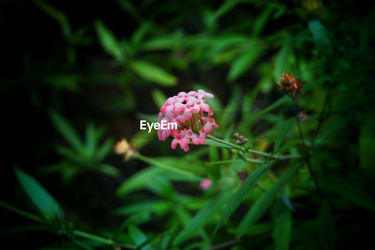 Pink flower head