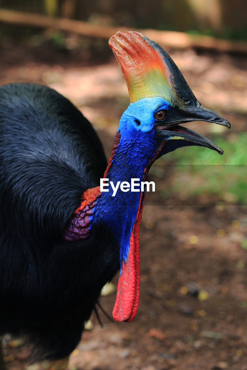 Close-up of peacock