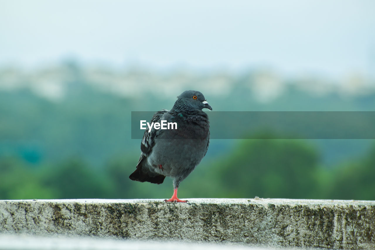 bird, animal themes, animal, animal wildlife, wildlife, one animal, nature, perching, blue, day, focus on foreground, no people, beak, retaining wall, railing, outdoors, close-up, full length, selective focus, wall, dove - bird