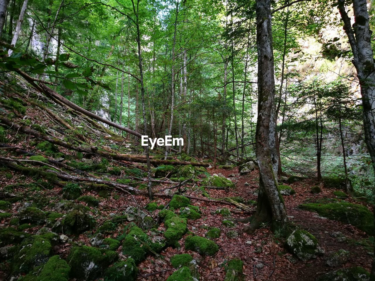 Scenic view of trees in forest