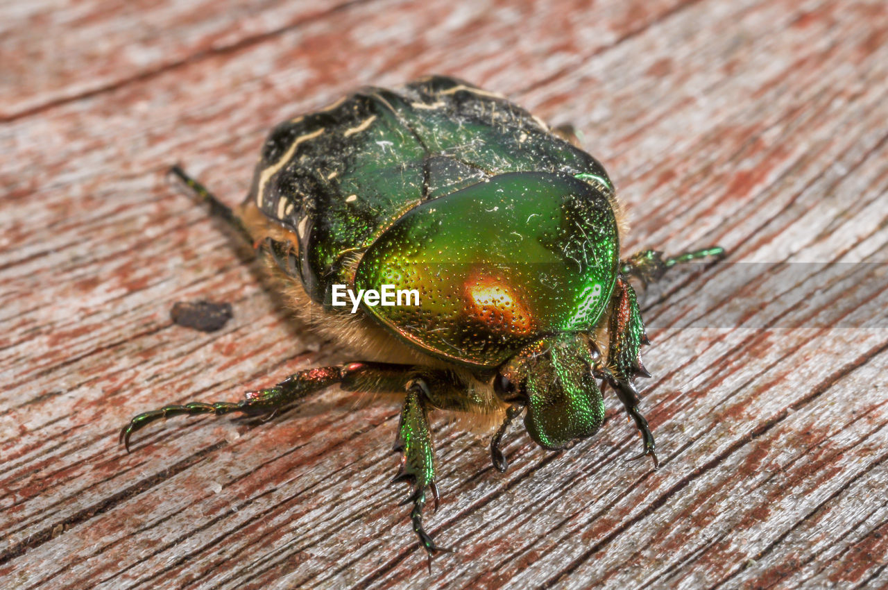 CLOSE-UP OF GRASSHOPPER ON WOOD