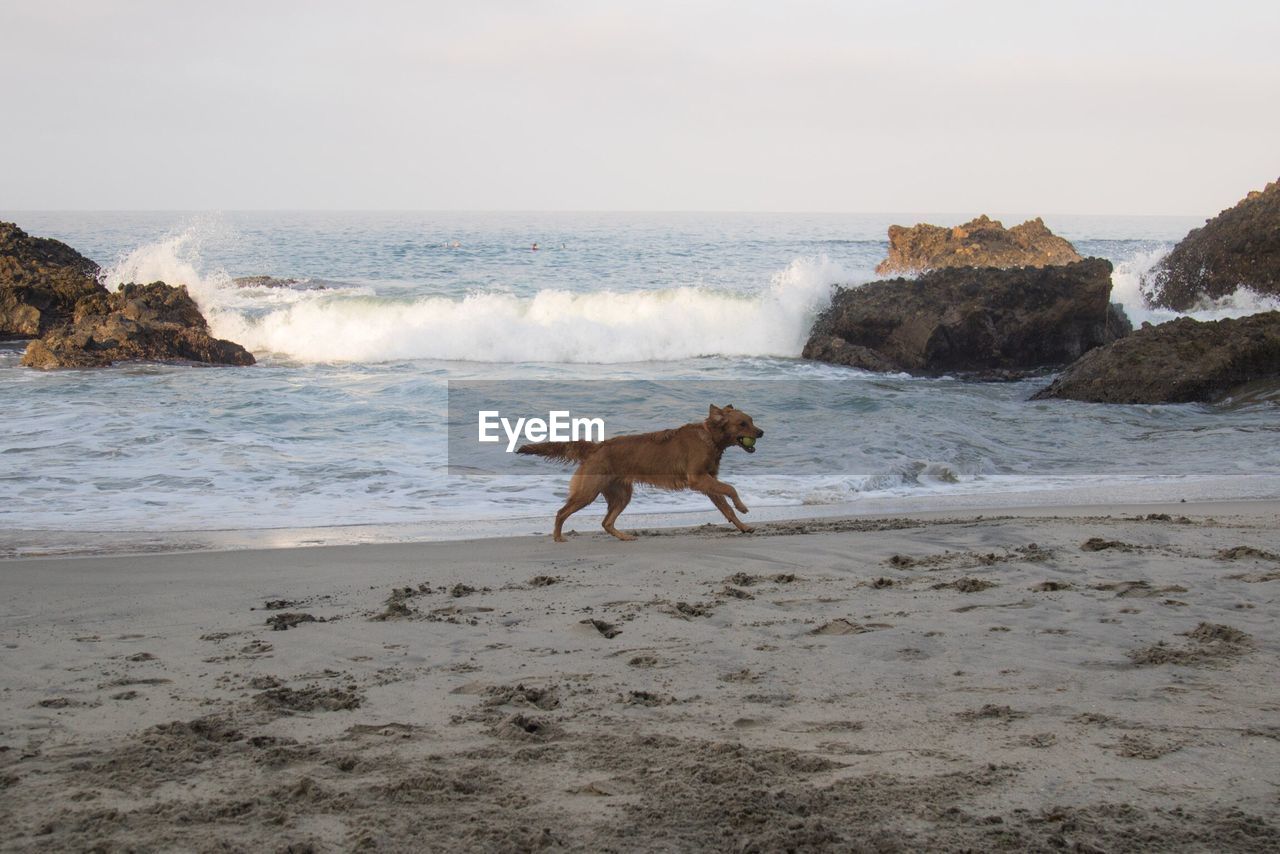 DOG STANDING ON BEACH AGAINST SEA