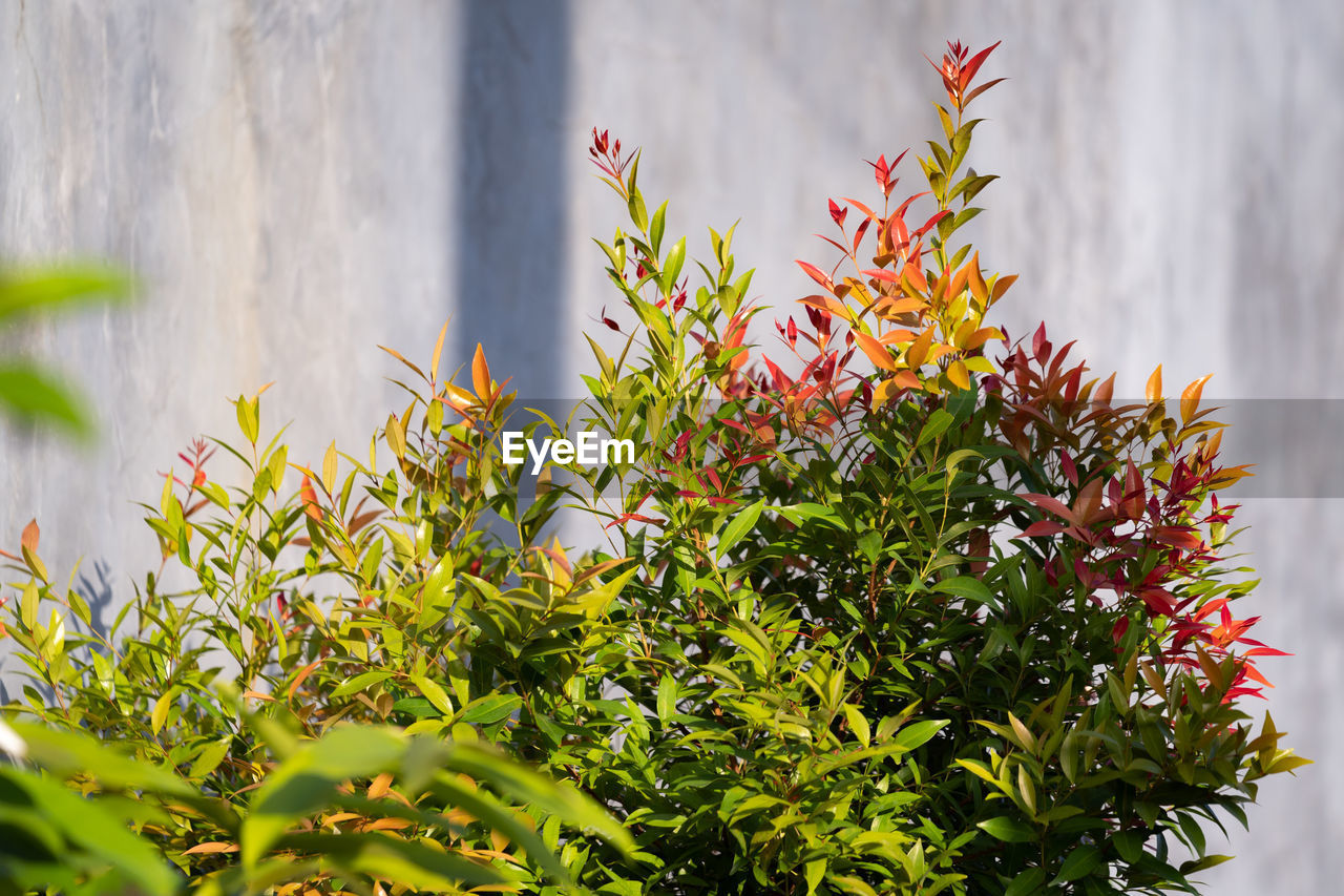 Syzygium oleina tree photographed in the evening before sunset.