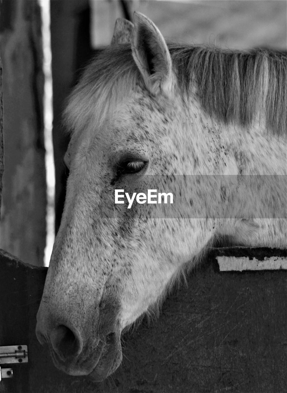 A horse on a farm in formentera del segura, alicante, spain