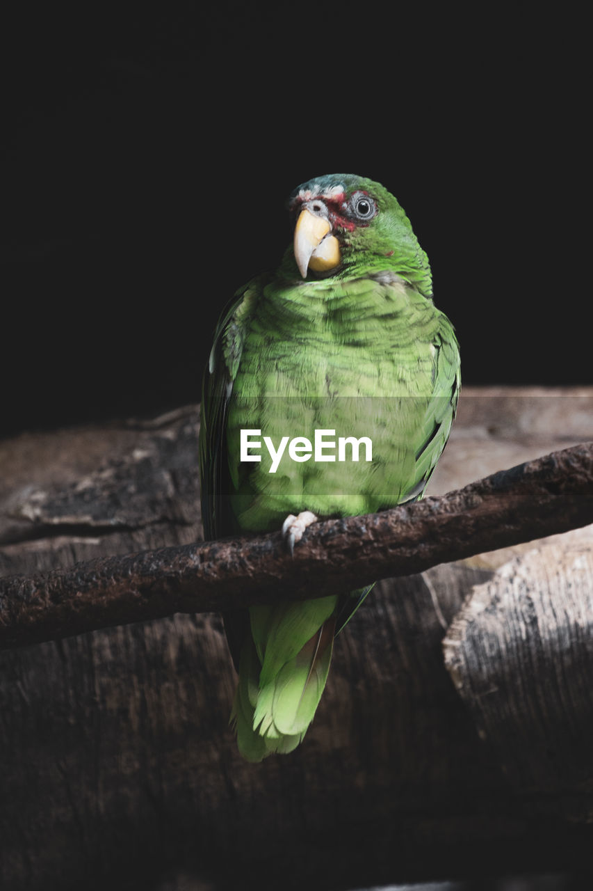 Close-up of parrot perching on wood