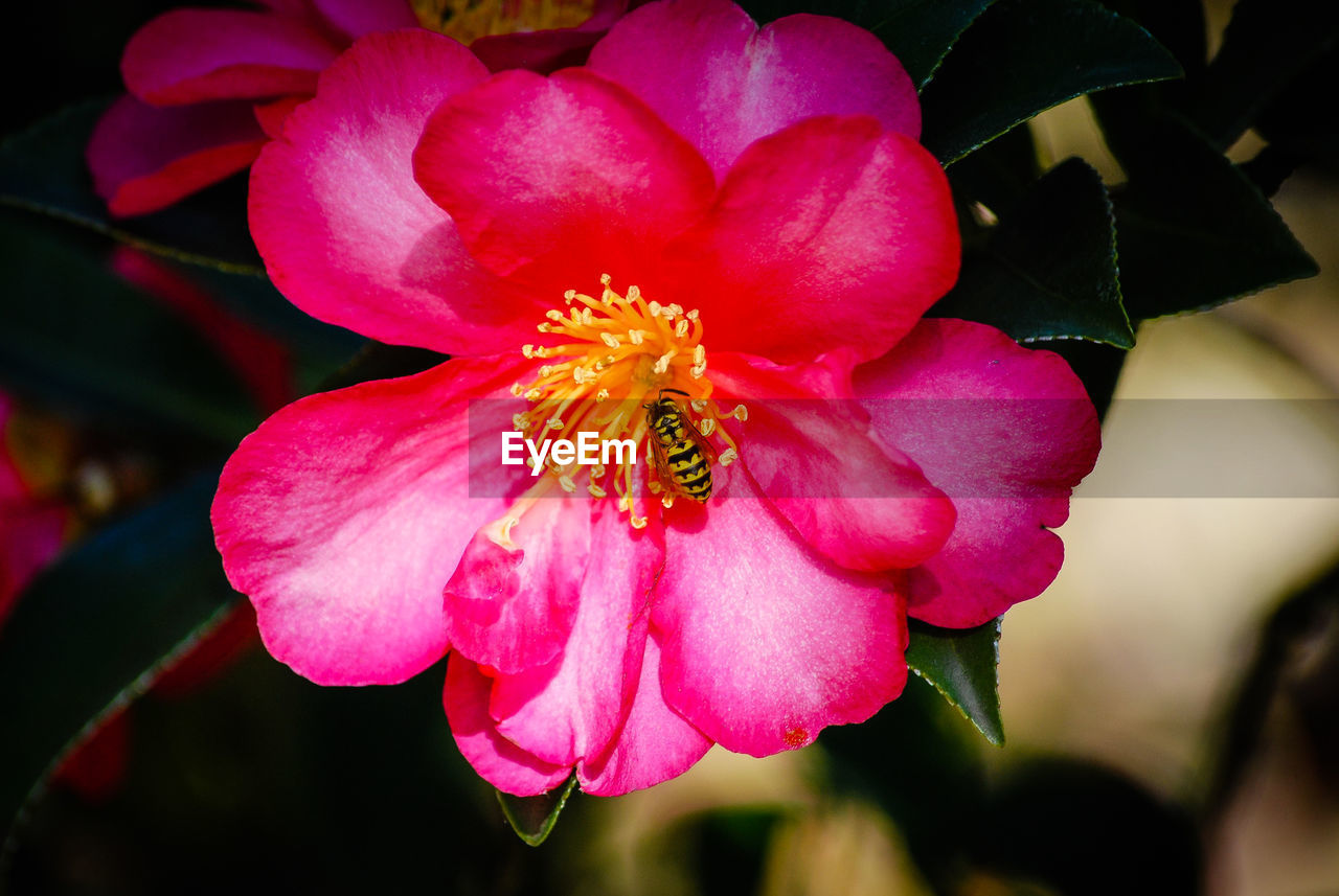 CLOSE-UP OF PINK FLOWER