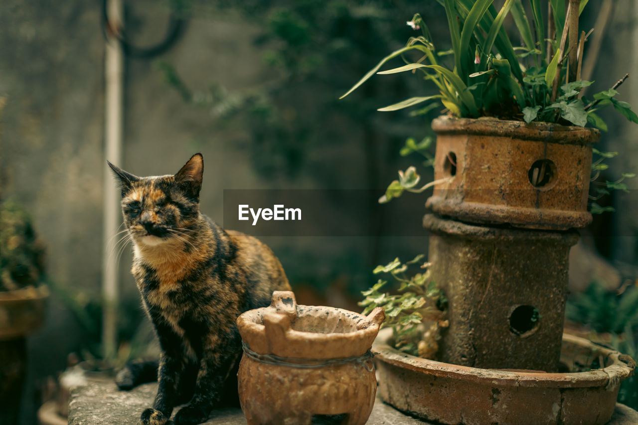 Close-up of cat sitting on table 