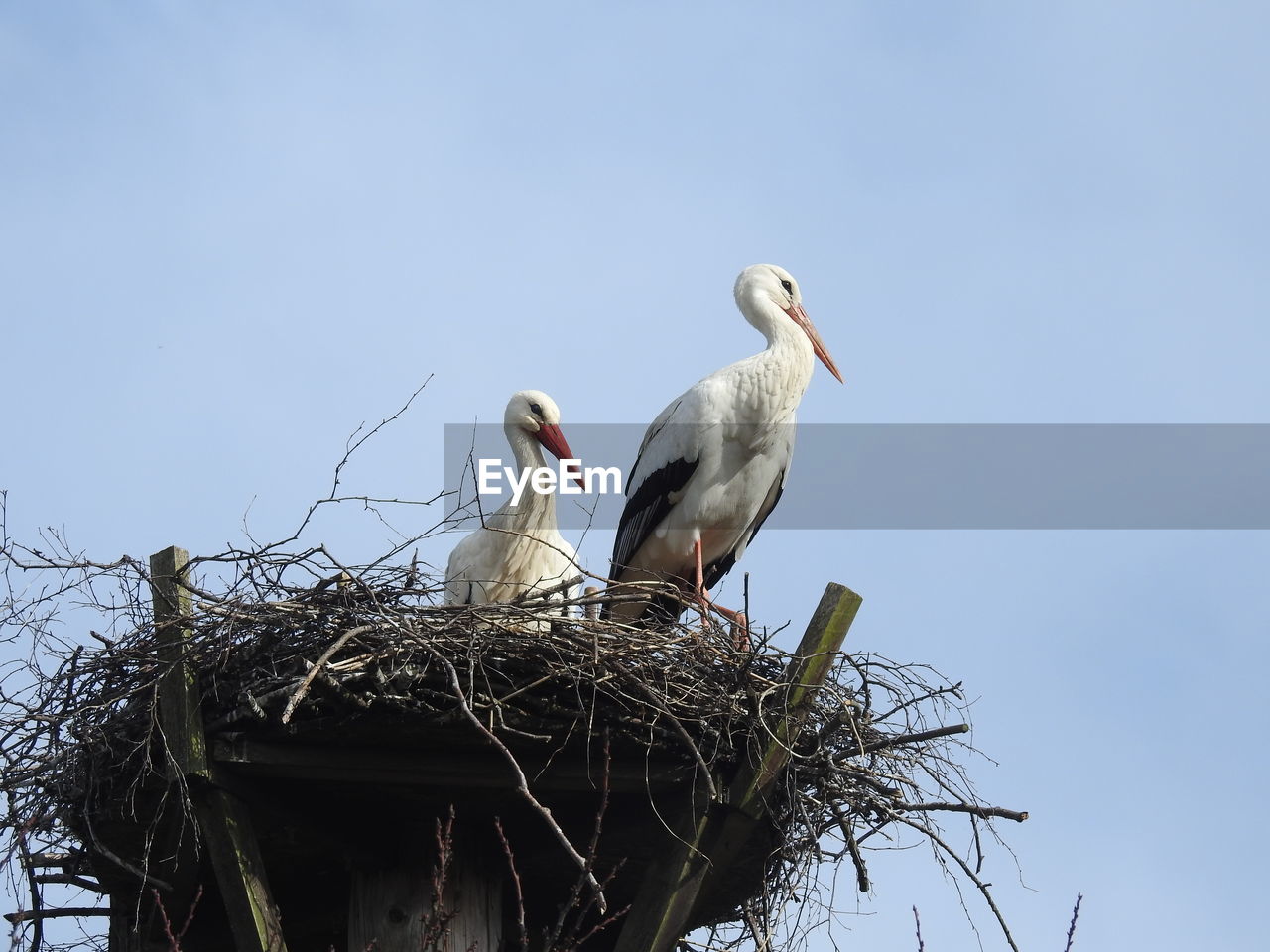 LOW ANGLE VIEW OF BIRDS PERCHING ON NEST