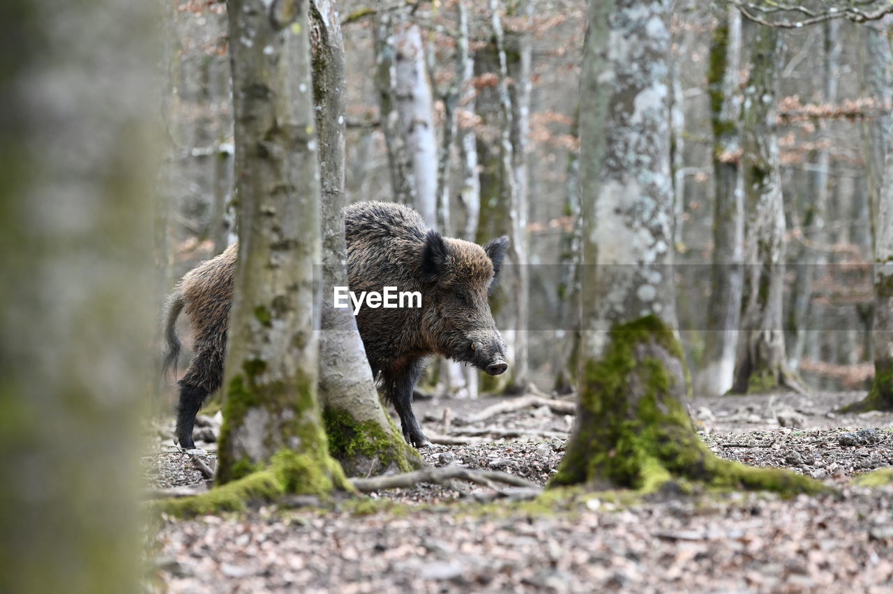 Wild boar in the forest