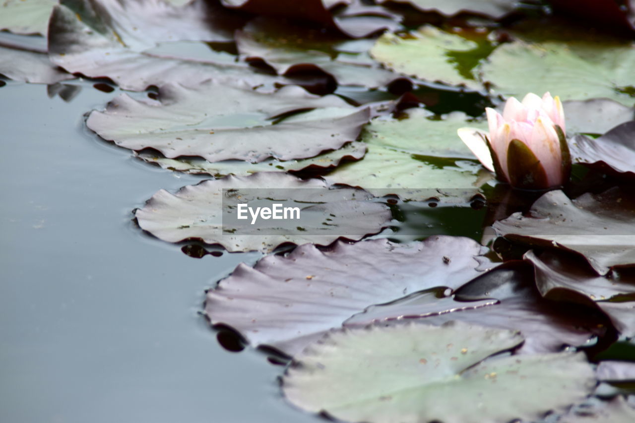 CLOSE-UP OF LOTUS WATER LILY IN LAKE