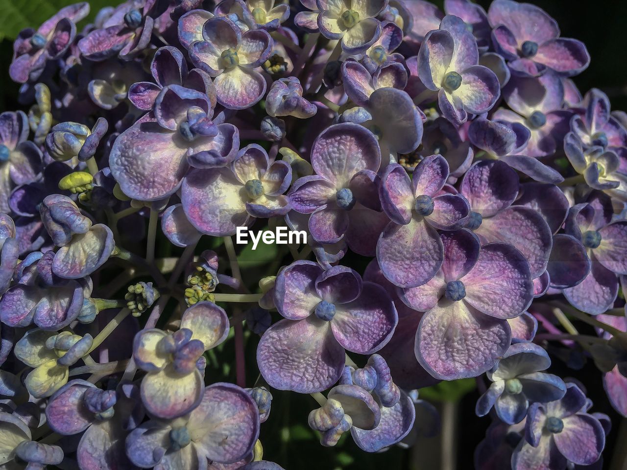 CLOSE-UP OF FRESH PURPLE HYDRANGEA