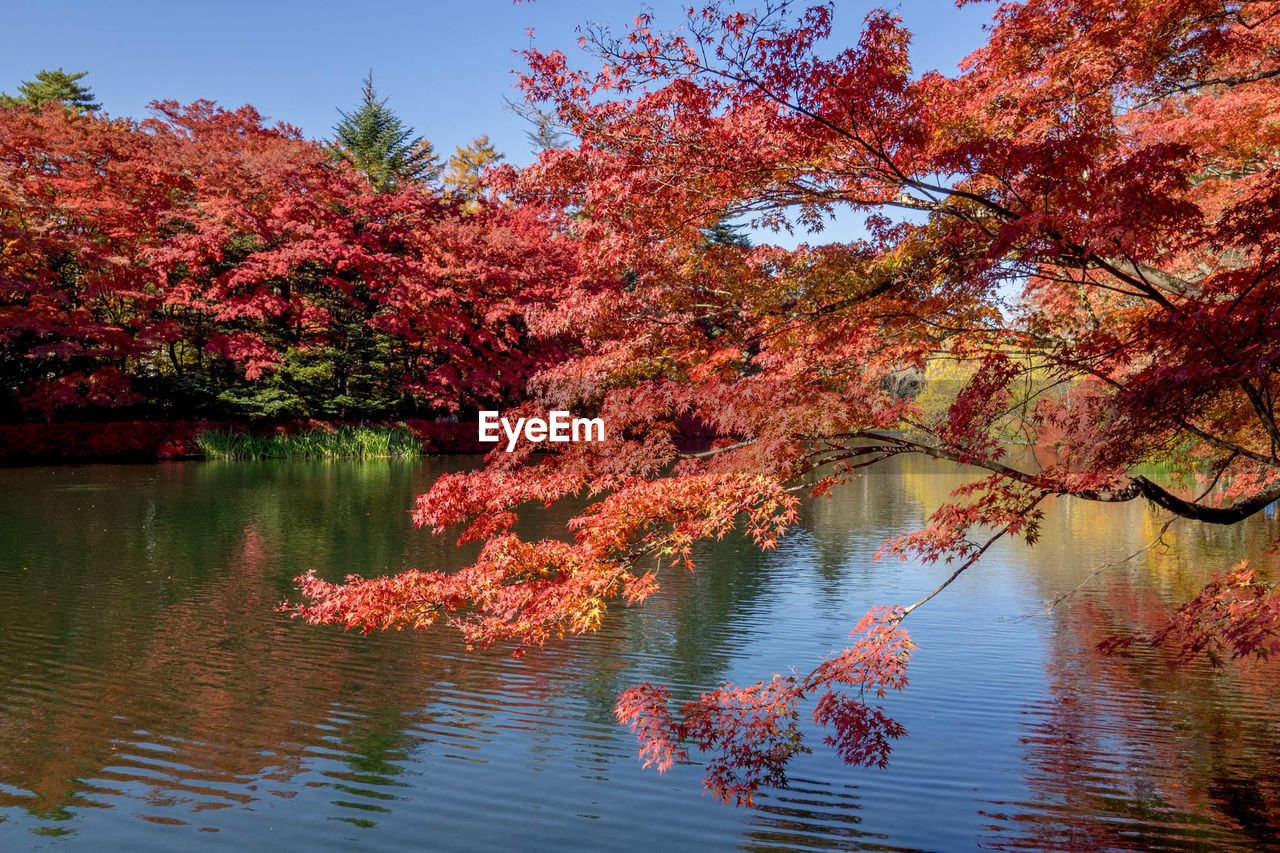 TREES BY LAKE AGAINST SKY