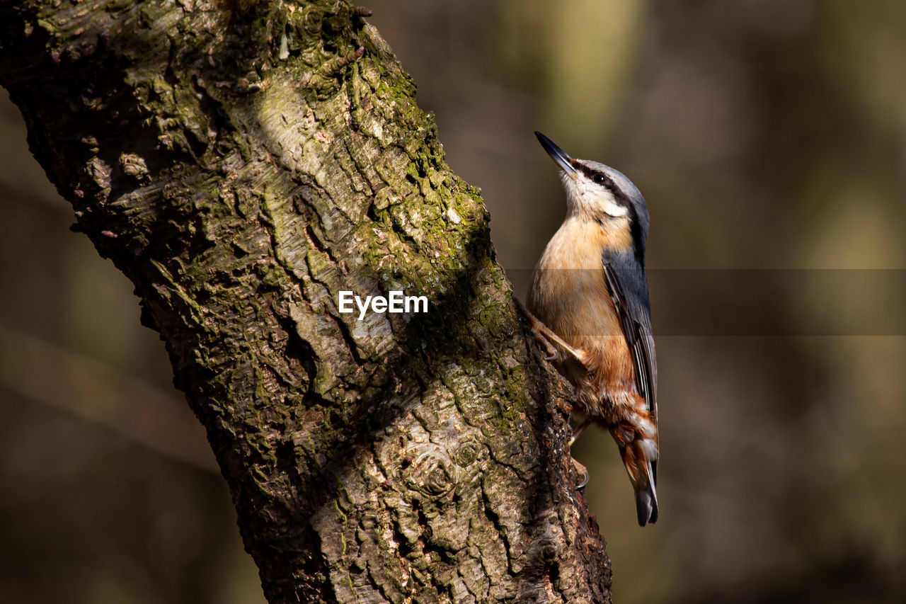 CLOSE-UP OF SPARROW PERCHING ON TREE