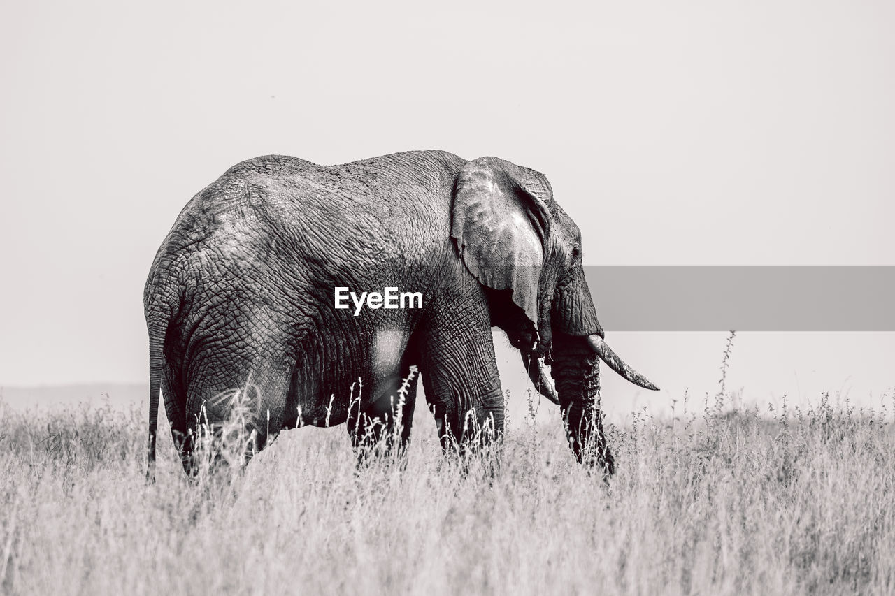 animal, animal themes, mammal, animal wildlife, wildlife, indian elephant, elephant, one animal, grass, safari, no people, plant, nature, black and white, african elephant, side view, environment, grassland, landscape, outdoors, monochrome, field, day, domestic animals, monochrome photography, savanna, animal body part, land, beauty in nature, walking