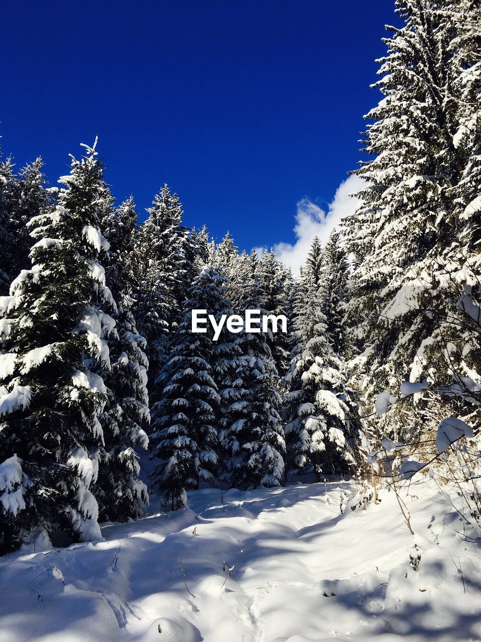 SNOW COVERED PINE TREES AGAINST CLEAR SKY