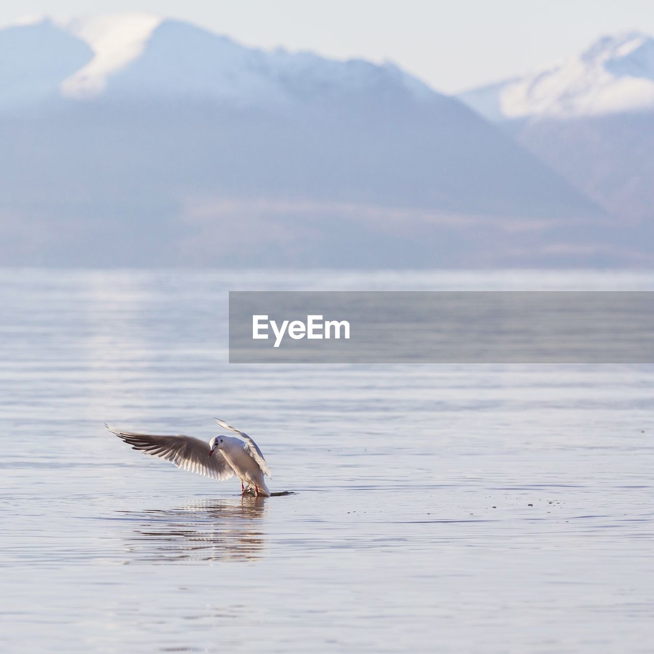 BIRD FLYING OVER LAKE