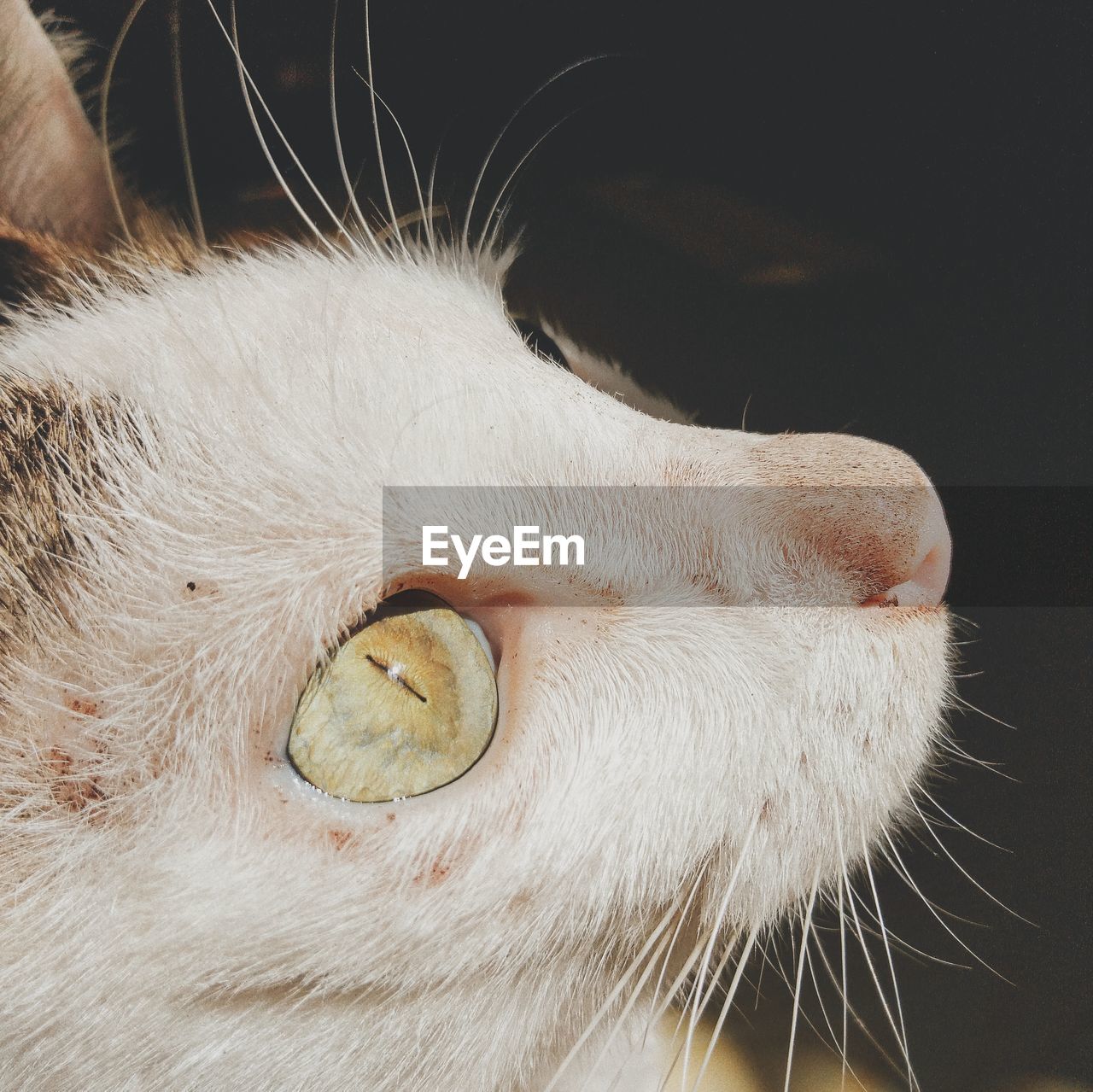 CLOSE-UP OF A CAT WITH EYES