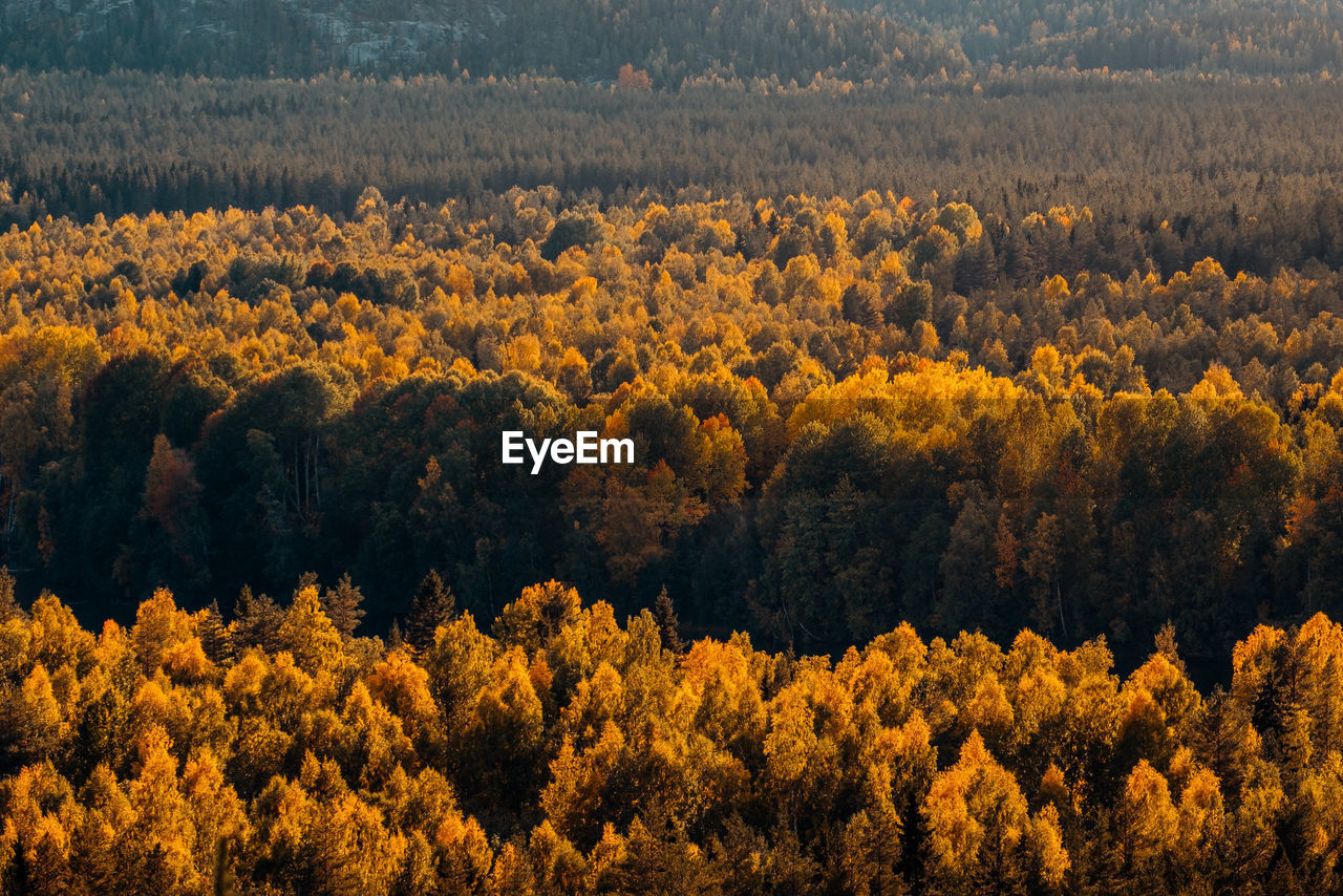 View of yellow flowers in forest