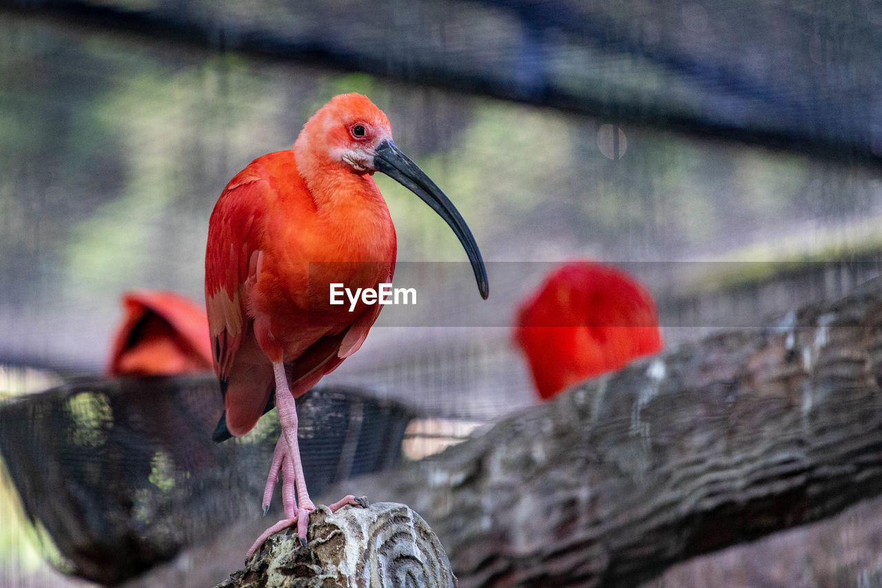 CLOSE-UP OF A BIRD PERCHING ON BRANCH