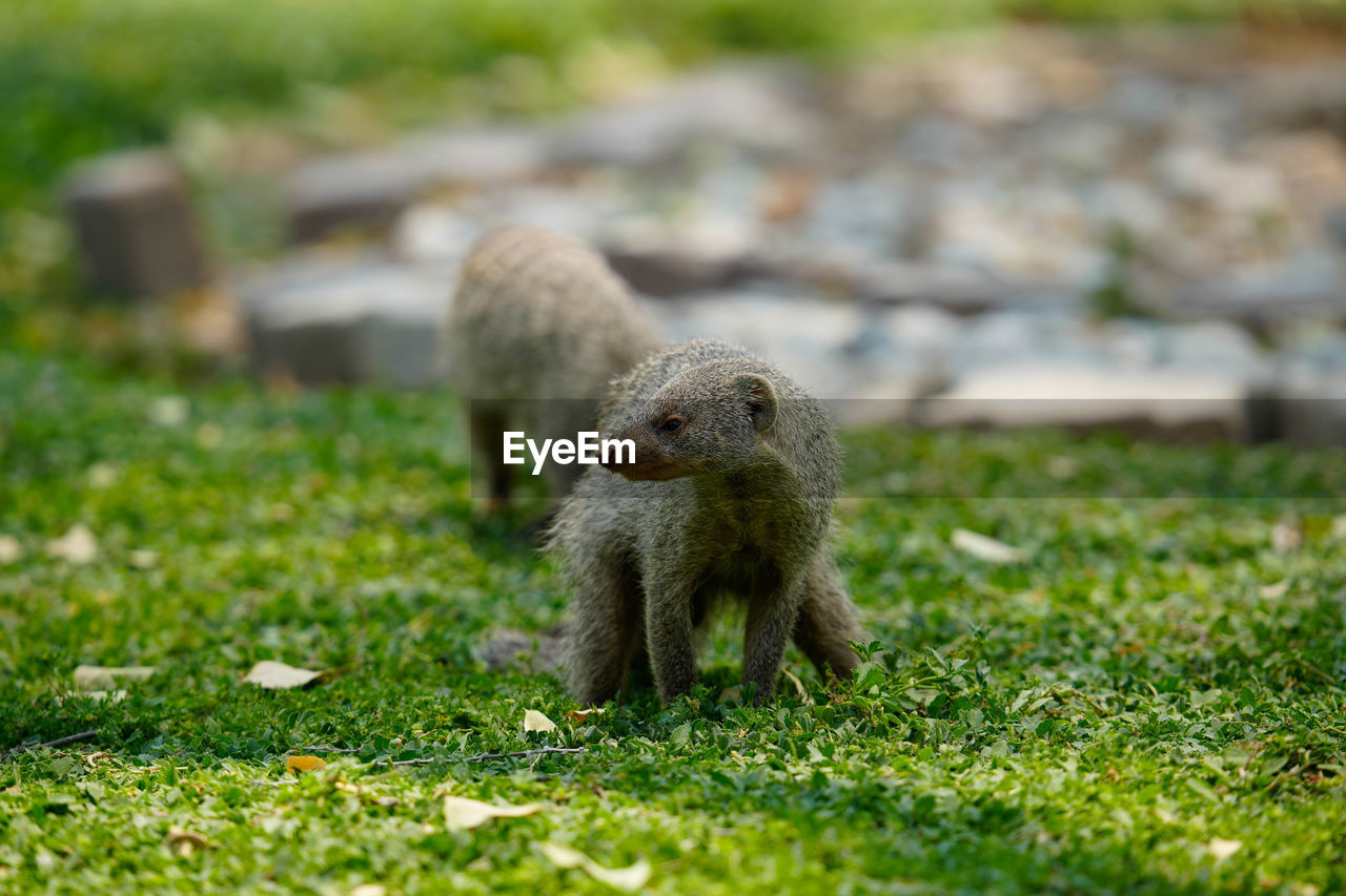 close-up of squirrel on grassy field