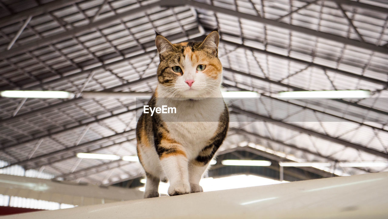 PORTRAIT OF CAT SITTING ON FLOOR