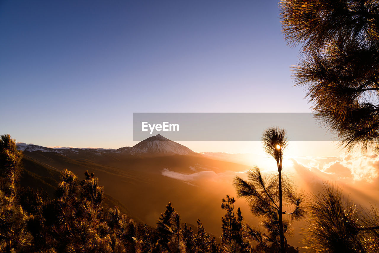 Scenic view of silhouette trees against clear sky during sunset