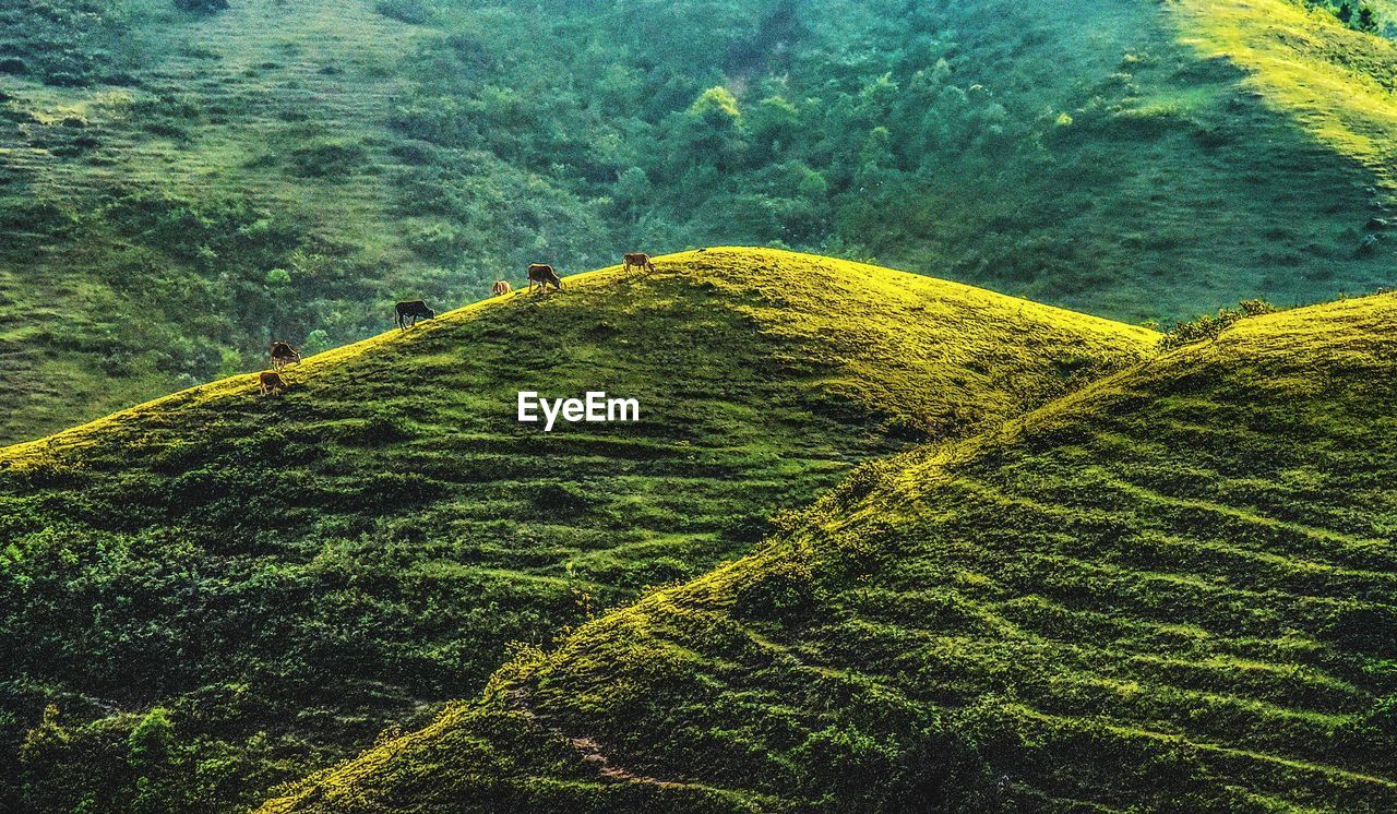 HIGH ANGLE VIEW OF TREE ON LAND