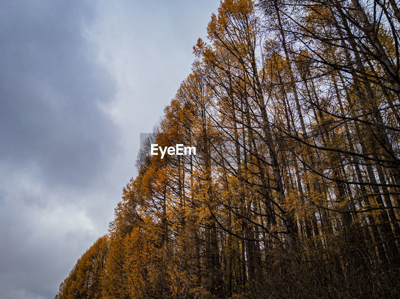 LOW ANGLE VIEW OF TREES AGAINST SKY