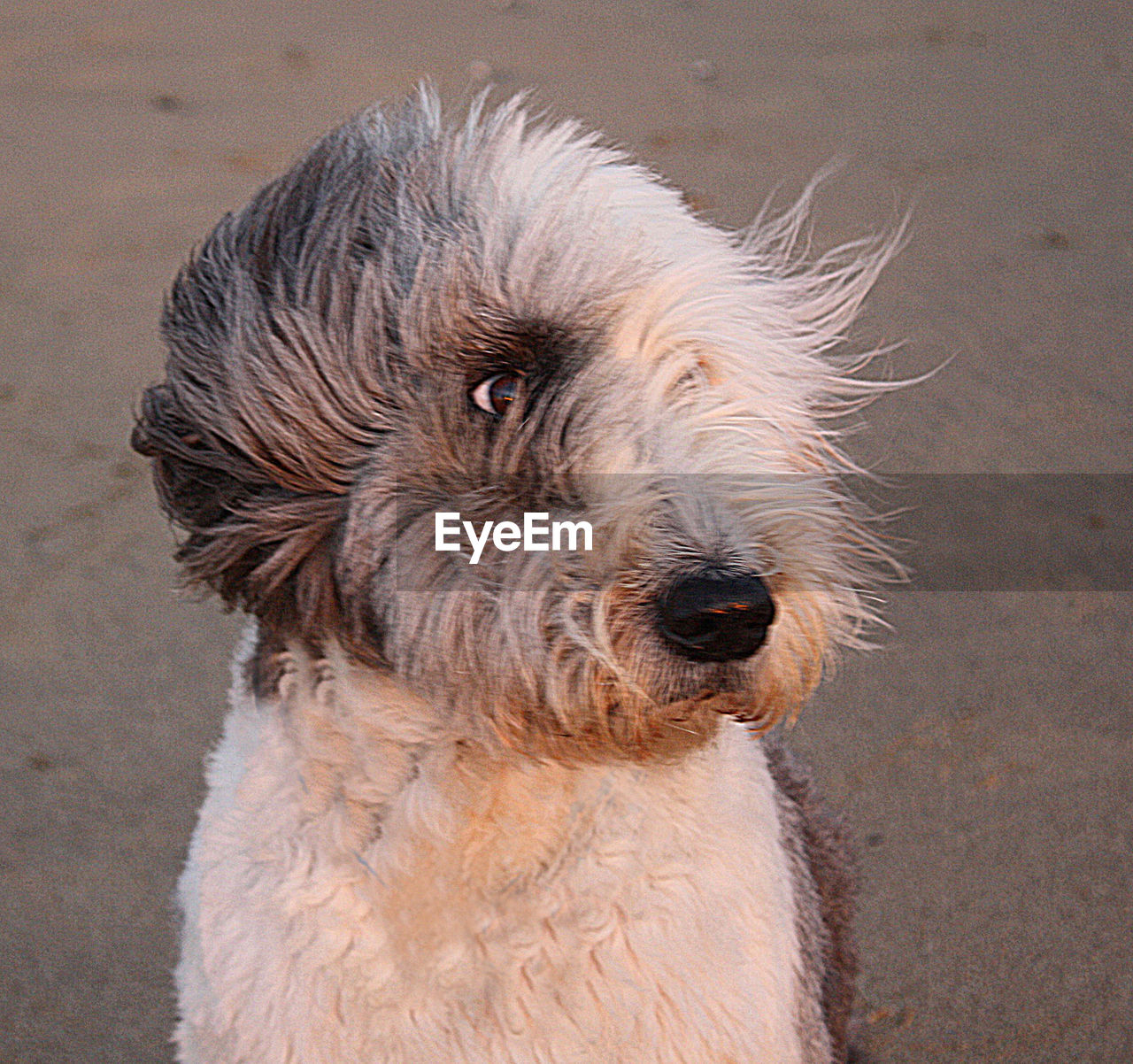 CLOSE-UP OF DOG WITH MOUTH OPEN